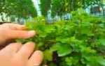 Як виростити розсаду хризантем — відео