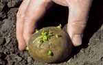 Способи посадки картоплі: основні переваги і недоліки, відео