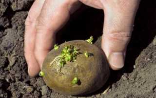 Способи посадки картоплі: основні переваги і недоліки, відео