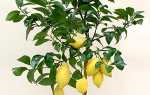Як виростити лимон з кісточки в домашніх умови, як правильно посадити насіннячко, відео