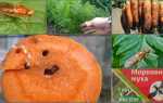 Методи боротьби з морквяної мухою на городі — біопрепарати, відео