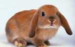 Декоративні кролики — скільки живуть вихованці в домашніх умовах, ніж годувати, як доглядати, розмір клітин, відео