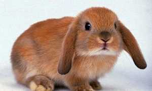Декоративні кролики — скільки живуть вихованці в домашніх умовах, ніж годувати, як доглядати, розмір клітин, відео