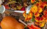 Вересень на клумбах — висадка весеннецветущих цибулинних, підготовка до зими, відео