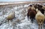 Підготовка отари овець до зими у вівчарстві, кормова база, загони, відео