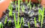 Лук Ексібішен: вирощування з насіння через розсаду