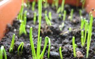 Лук Ексібішен: вирощування з насіння через розсаду