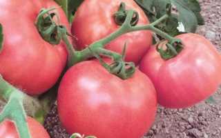 Малинові сорти томатів: характеристика і опис видів, особливості вирощування