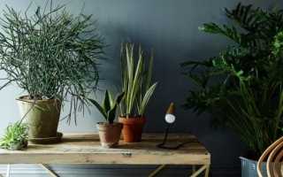 Кращі ажурні кімнатні рослини. Список назв рослин з ажурними листками. фото