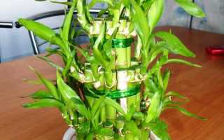 Драцена Сандера — догляд та розмноження рослини сандериана або бамбук в домашніх умовах, фото, відео