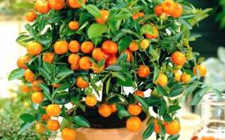 Як виростити апельсинове дерево з кісточки, фото рослини + відео