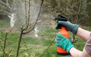 Препарати для весняної обробки саду — огляд і правила використання, відео