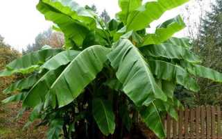 Бананове дерево в домашніх умовах, вирощування в Краснодарському краї, фото, відео
