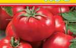 Кращі сорти томатів для Сибіру в теплиці і для відкритого грунту з фото і описом Відгуки