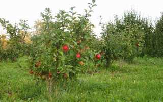 Фото сортів карликових яблунь, особливості формування крони + відео