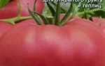 Томат Рожевий гігант: характеристика і опис сорту, рекомендації по вирощуванню і збиранню