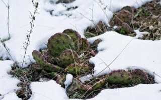 Кактус опунція — морозостійкість рослини, вирощування в саду, відео