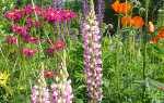 ТОП 30 невибагливих довгоквітучі багаторічників кольорів для саду і дачі, фото, відео