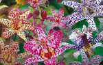 Садова орхідея тріціртіс — вирощування і догляд в саду, відео