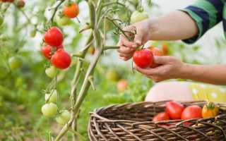 10 найважливіших порад з вирощування томатів. фото