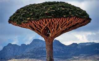 Драконове дерево в природних і домашніх умовах, фото, опис, відео