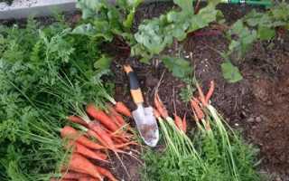 Коли викопувати буряк і морква на зберігання, як зберігати взимку