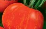 Низькорослі томати для теплиці: огляд найбільш врожайних сортів, особливості вирощування