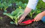 12 секретів вирощування розсади капусти — вибір насіння, підготовка грунту, строки посіву, догляд, відео