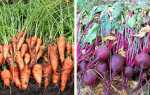 Коли прибирати морква і буряк — рекомендації щодо термінів збору врожаю і зберігання, відео