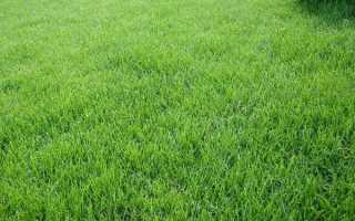 Газон з тонконога — вибір сорту трави, як і коли садити, правила догляду, відео