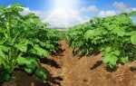 Лазурит — надійна і безпечна захист картоплі від бур’янів