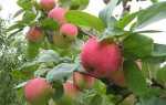 Як і коли краще посадити яблуню навесні, влітку, восени + відео