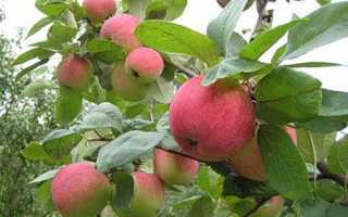 Як і коли краще посадити яблуню навесні, влітку, восени + відео