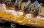 Весняна підгодівля бджіл цукровим сиропом, терміни проведення, бджоли навесні, відео
