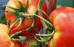 Кращі сорти помідорів для Підмосков’я для теплиць, відкритого грунту — опис, фото, відгуки