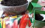 Як садити перець на розсаду: підготовка насіння і грунту, посів, відео