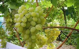 Літня щеплення винограду зеленим в зелене, догляд за молодим кущем + відео