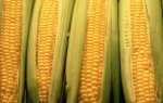 Посадка, вирощування і збір кукурудзи на дачі, відео