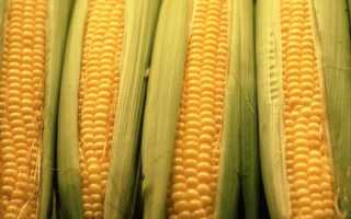Посадка, вирощування і збір кукурудзи на дачі, відео