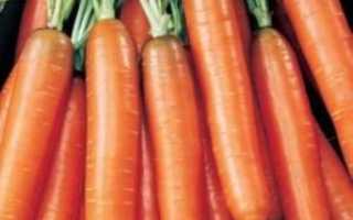 Морква Тушон: характеристика і опис сорту, його врожайність, рекомендації по вирощуванню
