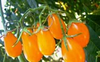 Кращі сорти помідорів для Підмосков’я — теплиці, відео