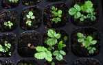 Вирощування суниці насінням — правила посадки, вибору грунту і насіння, пікіровка розсади, відео