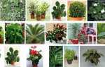 Тіньолюбні кімнатні рослини — правила підбору для вирощування вдома, відео