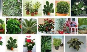 Тіньолюбні кімнатні рослини — правила підбору для вирощування вдома, відео