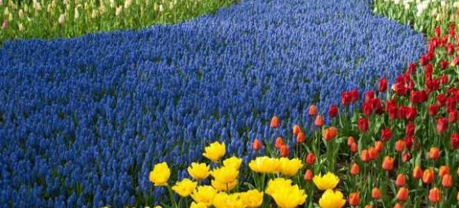 Парк Кекенхоф — королівство весняних цибулинних в Голландії. Враження від екскурсії. фото