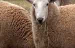 Вівчарство в Австралії — розведення овець-гомологів, бізнес, відео