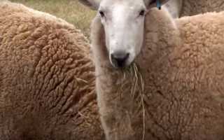 Вівчарство в Австралії — розведення овець-гомологів, бізнес, відео