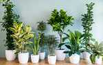 Невибагливі кімнатні рослини — правильний вибір, відео