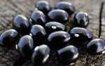 Чорні боби — заготівля насіння, застосування чорних бобів в кулінарії, відео