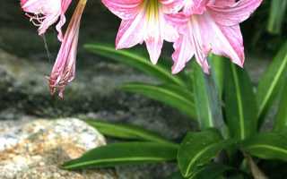 Квітка гіппеаструм садовий з фото і описом, як доглядати, відео